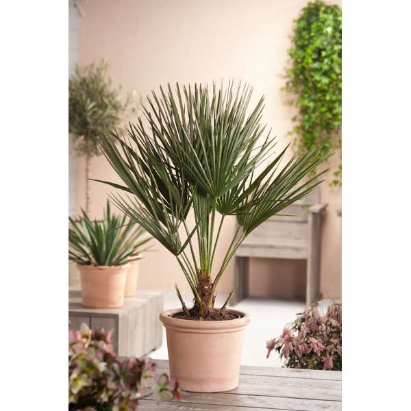 Palmier nain européen XL 'Chamaerops Humilis'