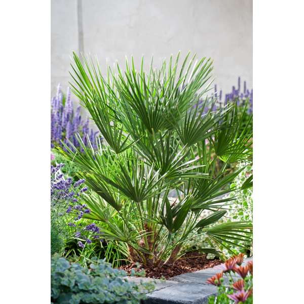 Palmier nain européen XL 'Chamaerops Humilis'