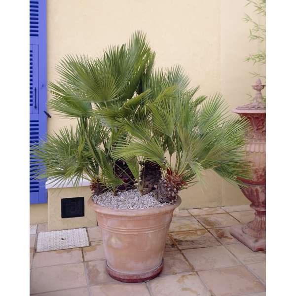Palmier nain européen XL 'Chamaerops Humilis'