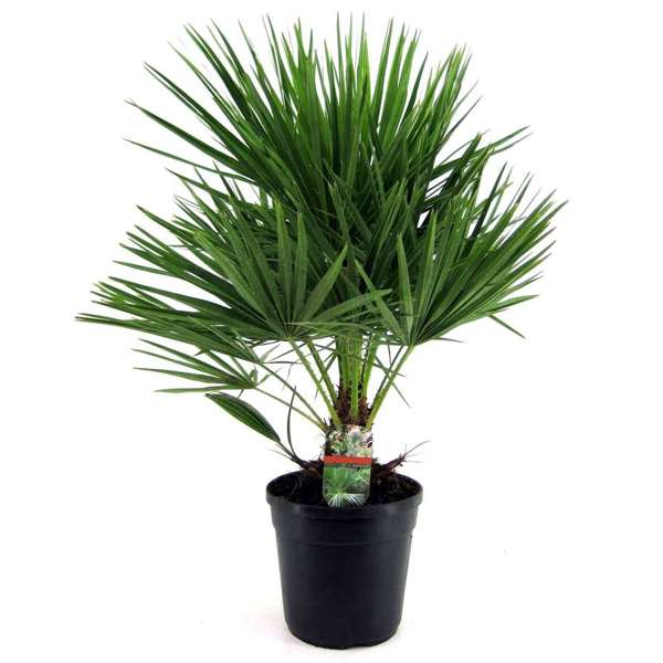 Palmier nain européen XL 'Chamaerops Humilis'