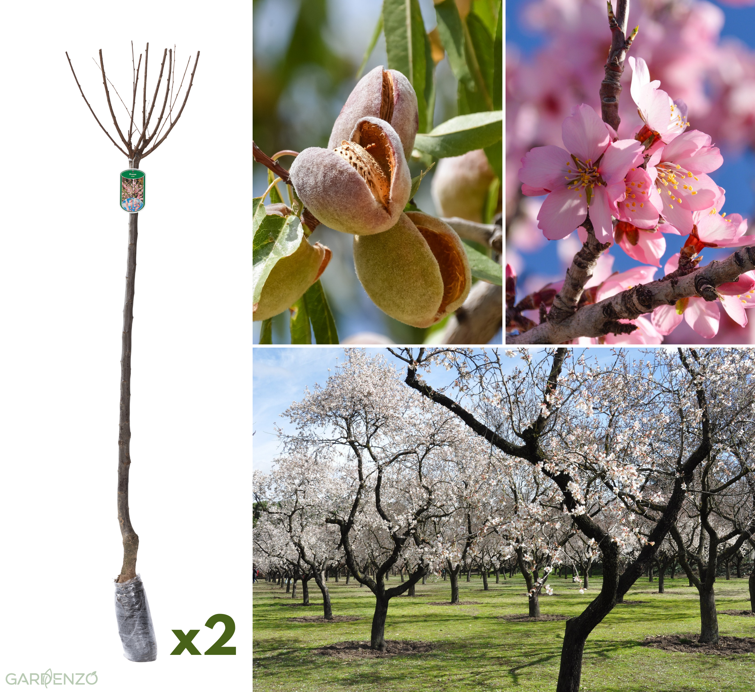 Lot de 2 amandiers (Prunus Triloba) XXL 140–160 cm
