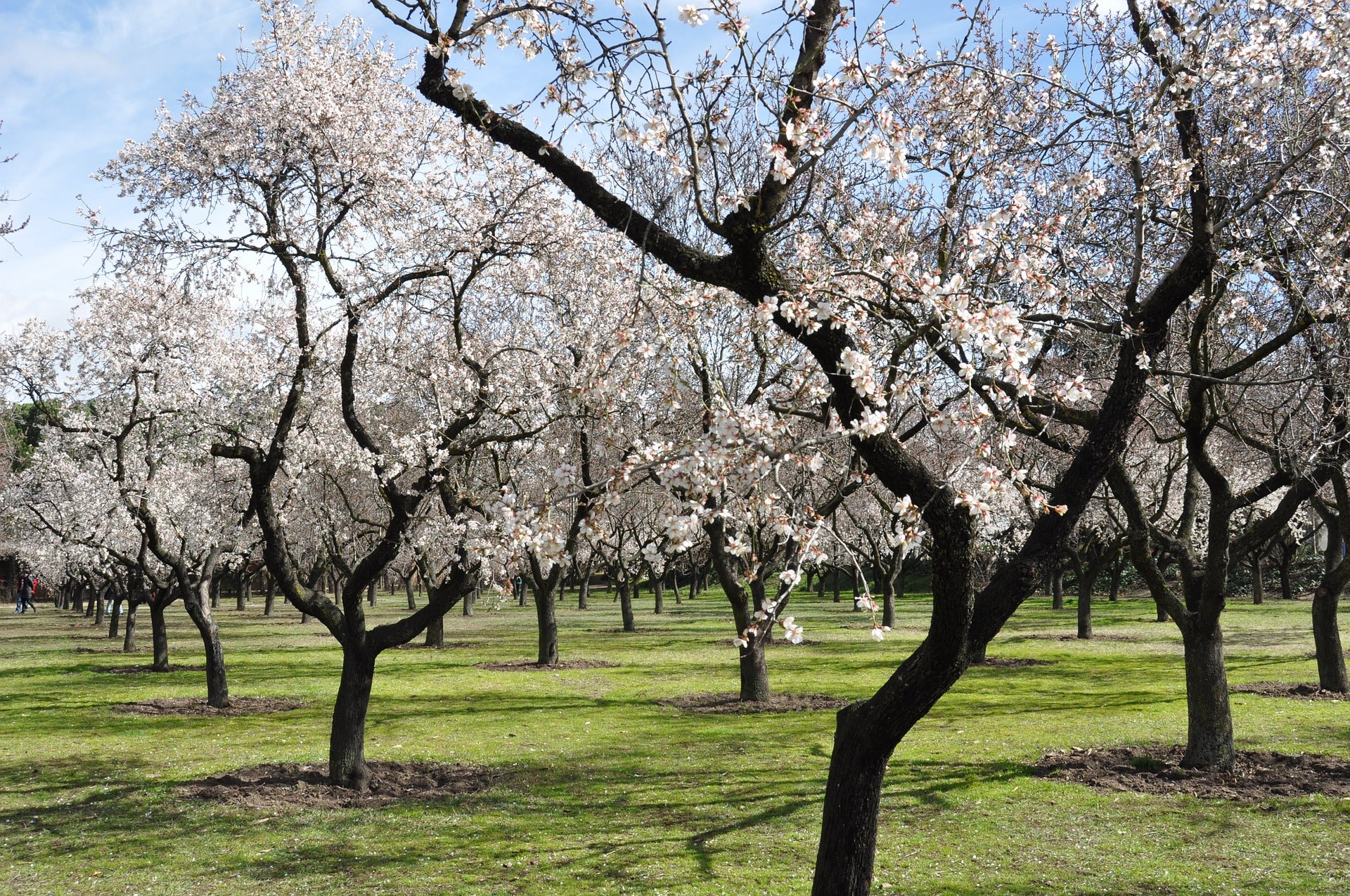 Amandier (Prunus Triloba) XXL 140-160 cm