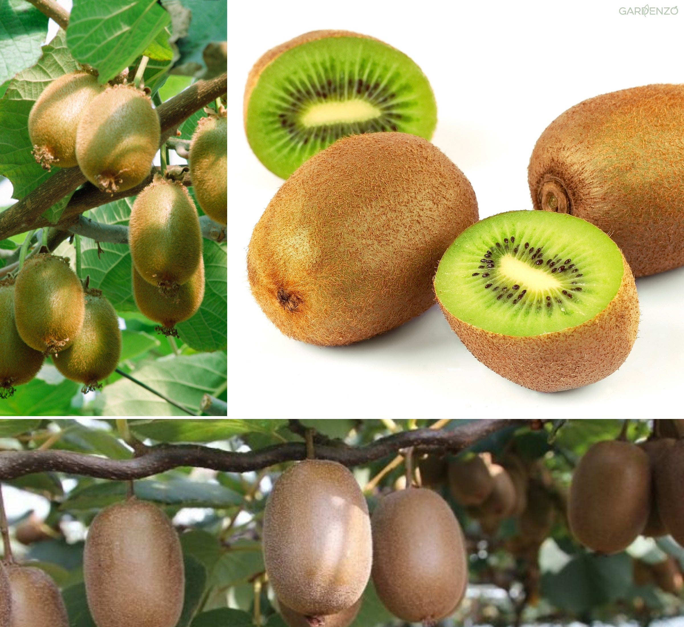 Lot de 3 plants de Kiwi Jenny 30-38 cm