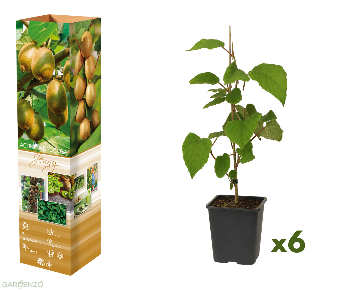 Lot de 6 plants de Kiwi Jenny 30-38 cm