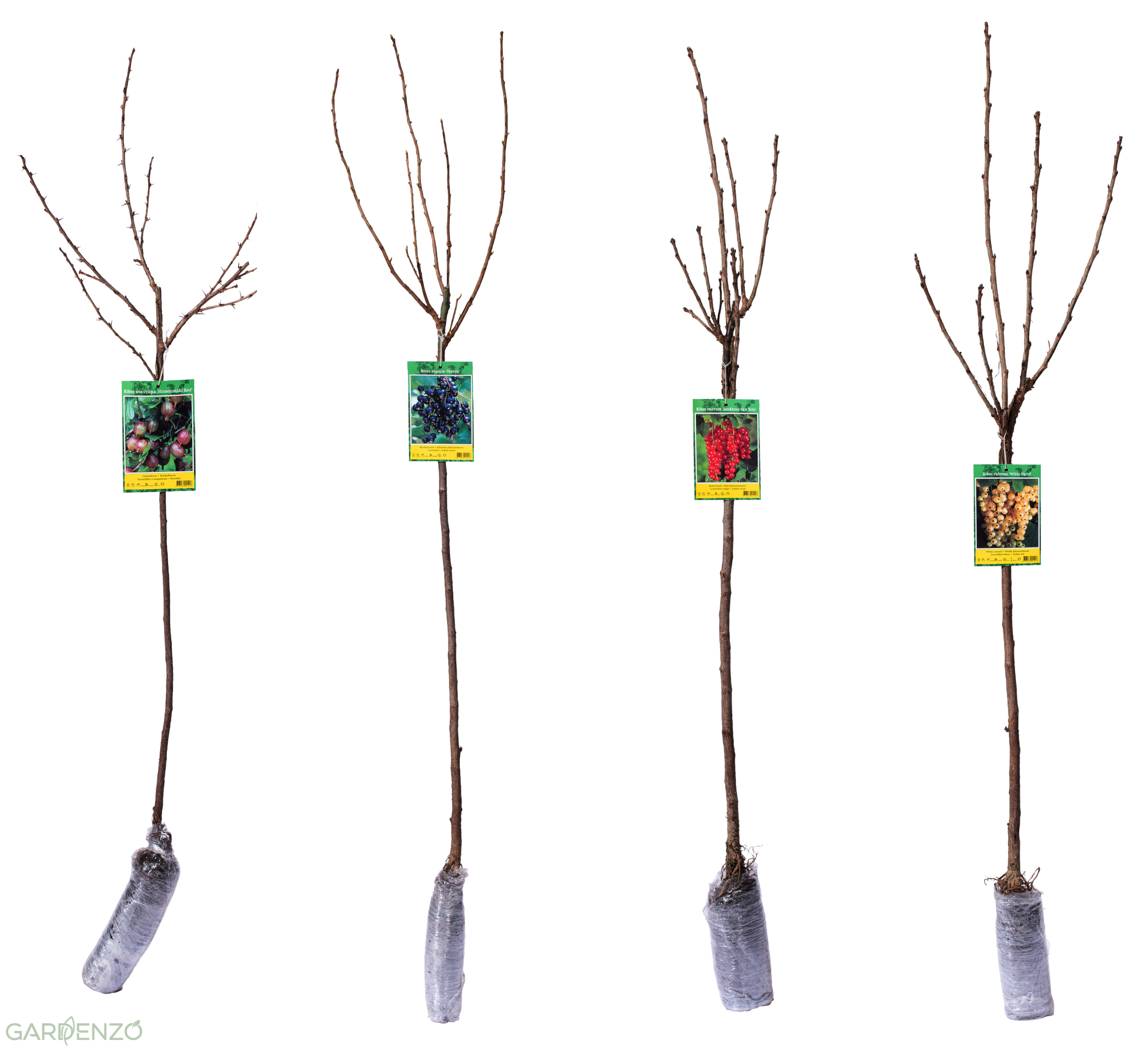 Lot de 4 arbustes variés à baies sur tige 110 – 140 cm - 1 Groseillier sur tige, 1 Cassis sur tige, 1 Groseillier blanc sur tige, 1 Groseillier rouge sur tige