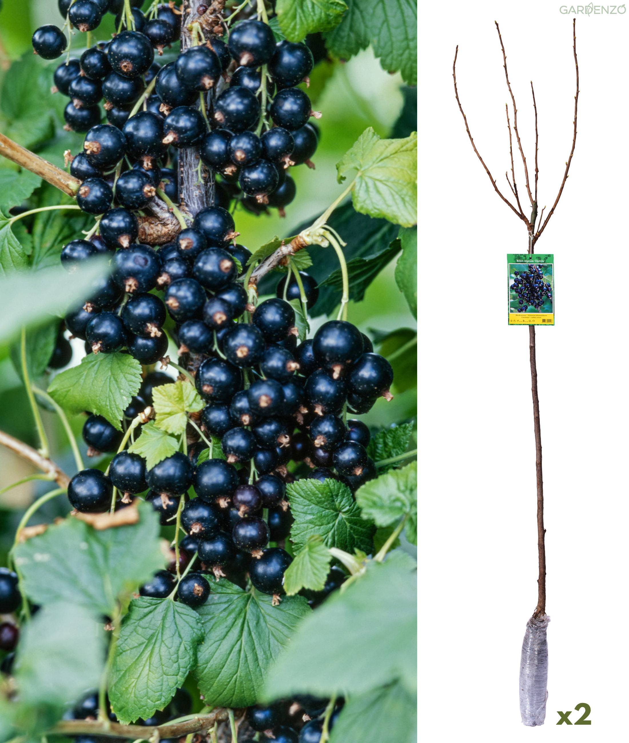 Lot de 2 cassis sur tige 110–140 cm