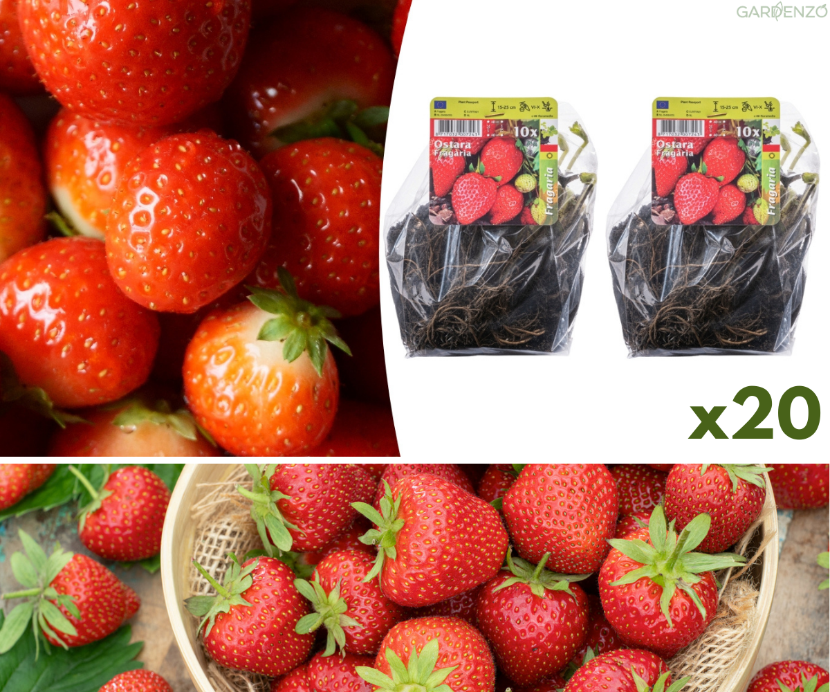 Lot de 20 plants de fraises Frigo (Fragaria Ostara)