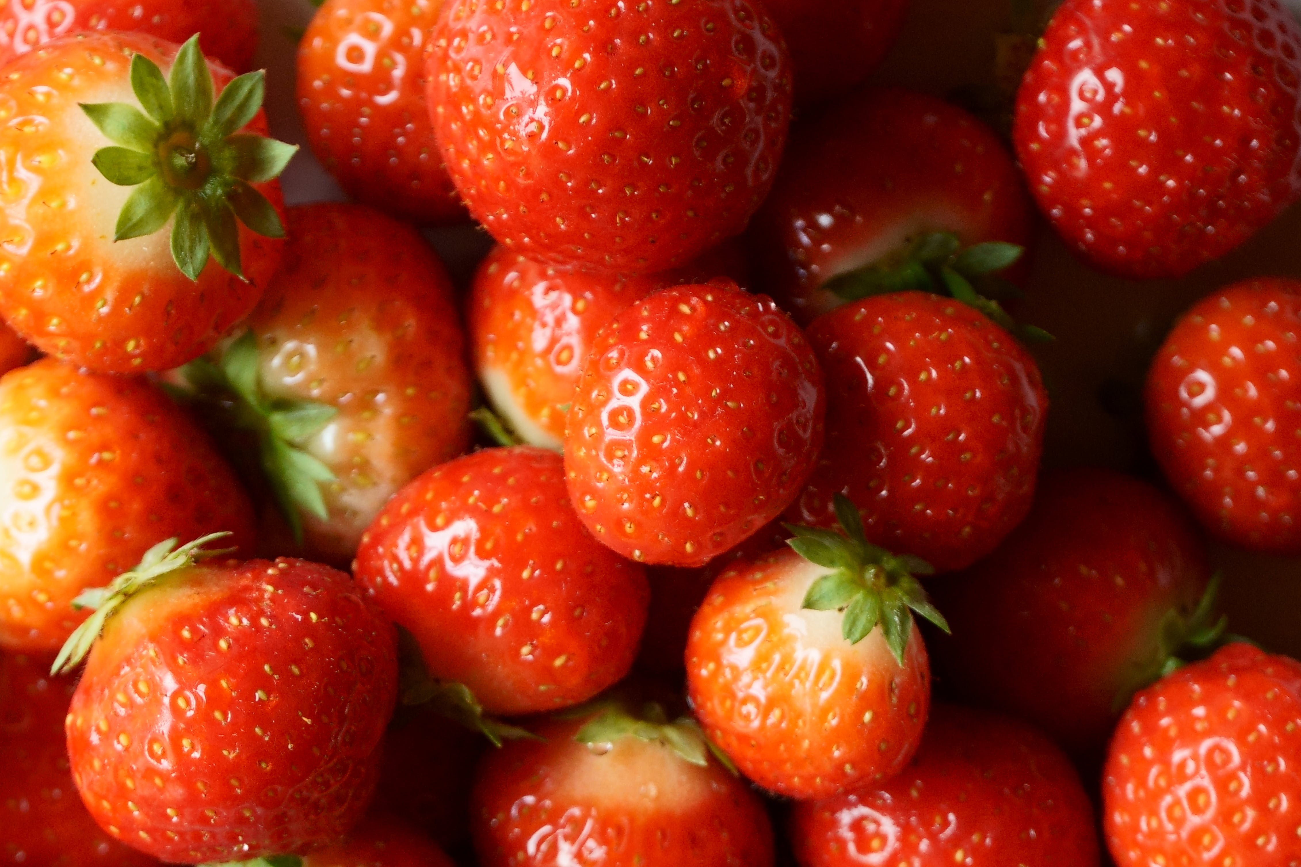 Lot de 20 plants de fraises Frigo (Fragaria Ostara)