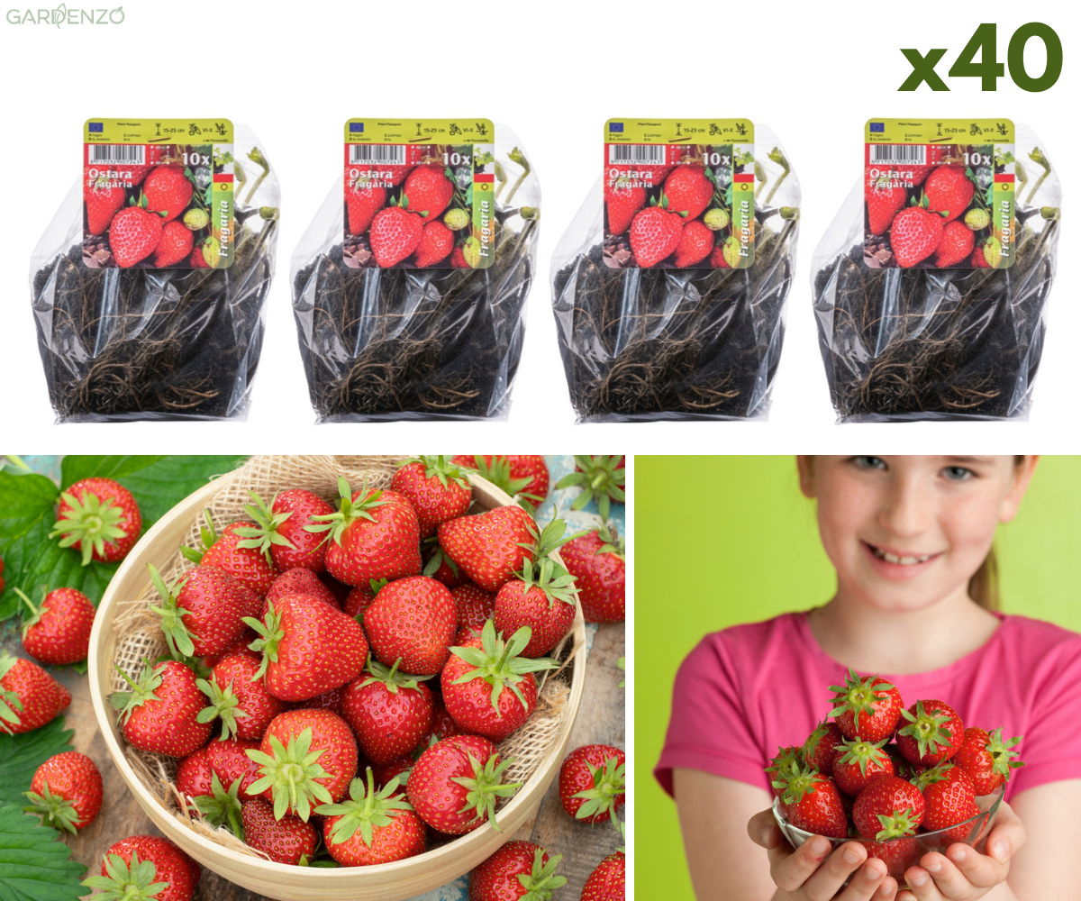 Lot de 40 plants de fraises Frigo (Fragaria Ostara)