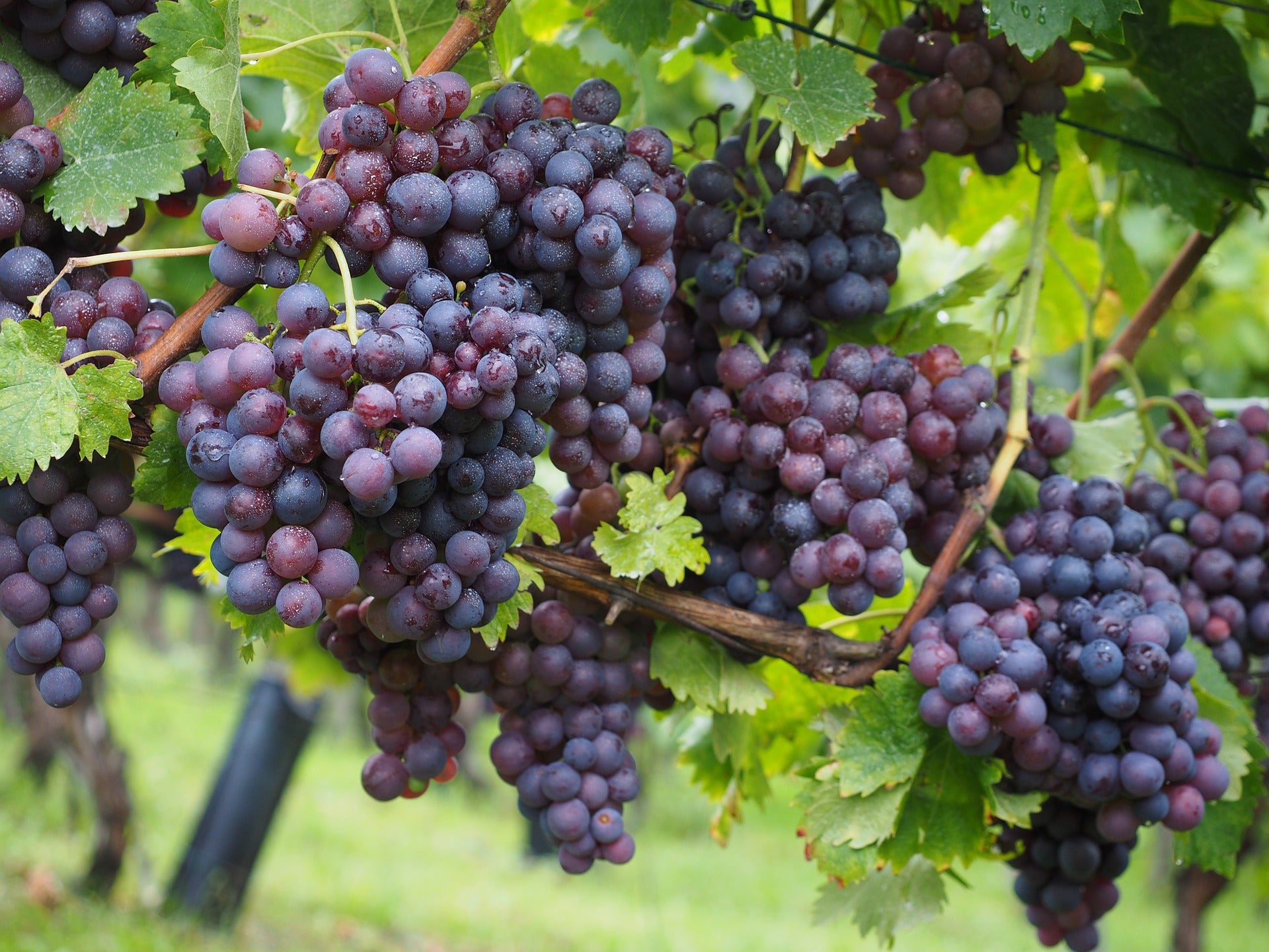 Lot de 4 vignes greffées 55–70 cm - 1 Aurore (blanc), 1 Sauvignon (blanc), 1 Muscat Hamburg (noir), 1 Merlot (noir)