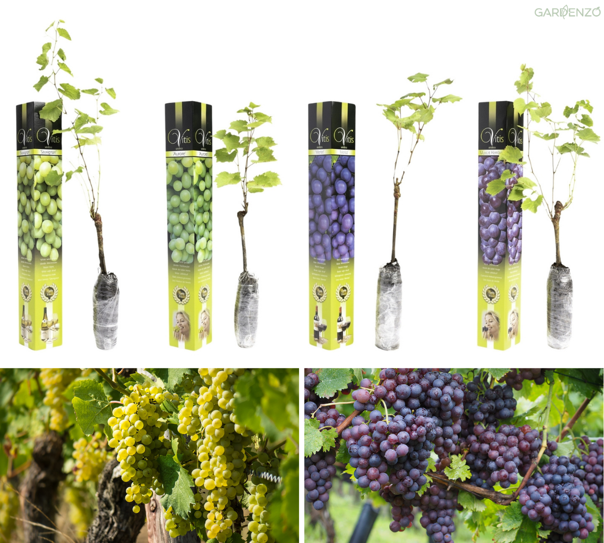 Lot de 4 vignes greffées 55–70 cm - 1 Aurore (blanc), 1 Sauvignon (blanc), 1 Muscat Hamburg (noir), 1 Merlot (noir)
