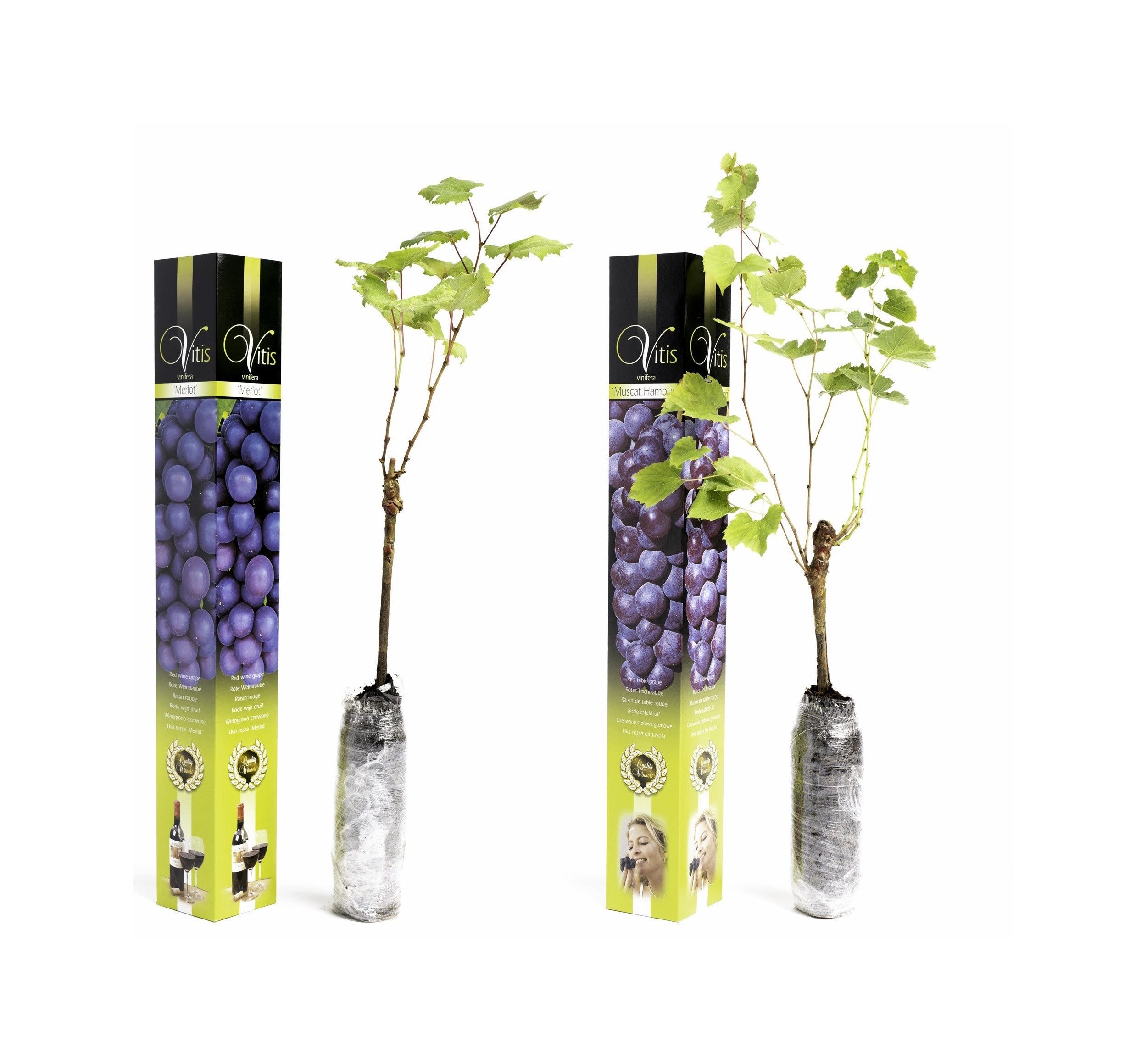 Lot de 2 vignes greffées noires 55–70 cm - 1 Muscat de Hambourg, 1 Merlot