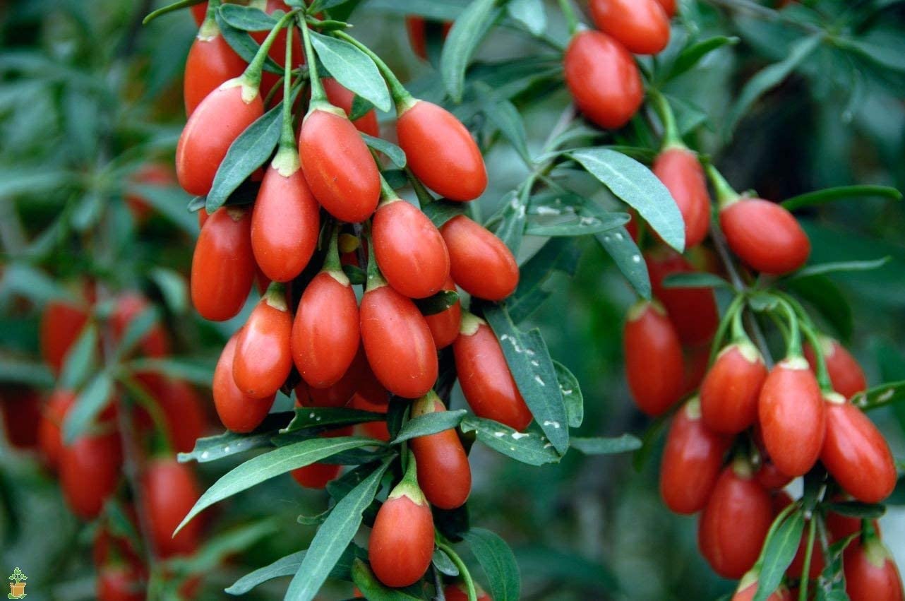 Lot de 4 plantes vitaminées 30–38 cm - 1 baie de Goji, 1 Honeyberry, 1 myrtille, 1 grenade