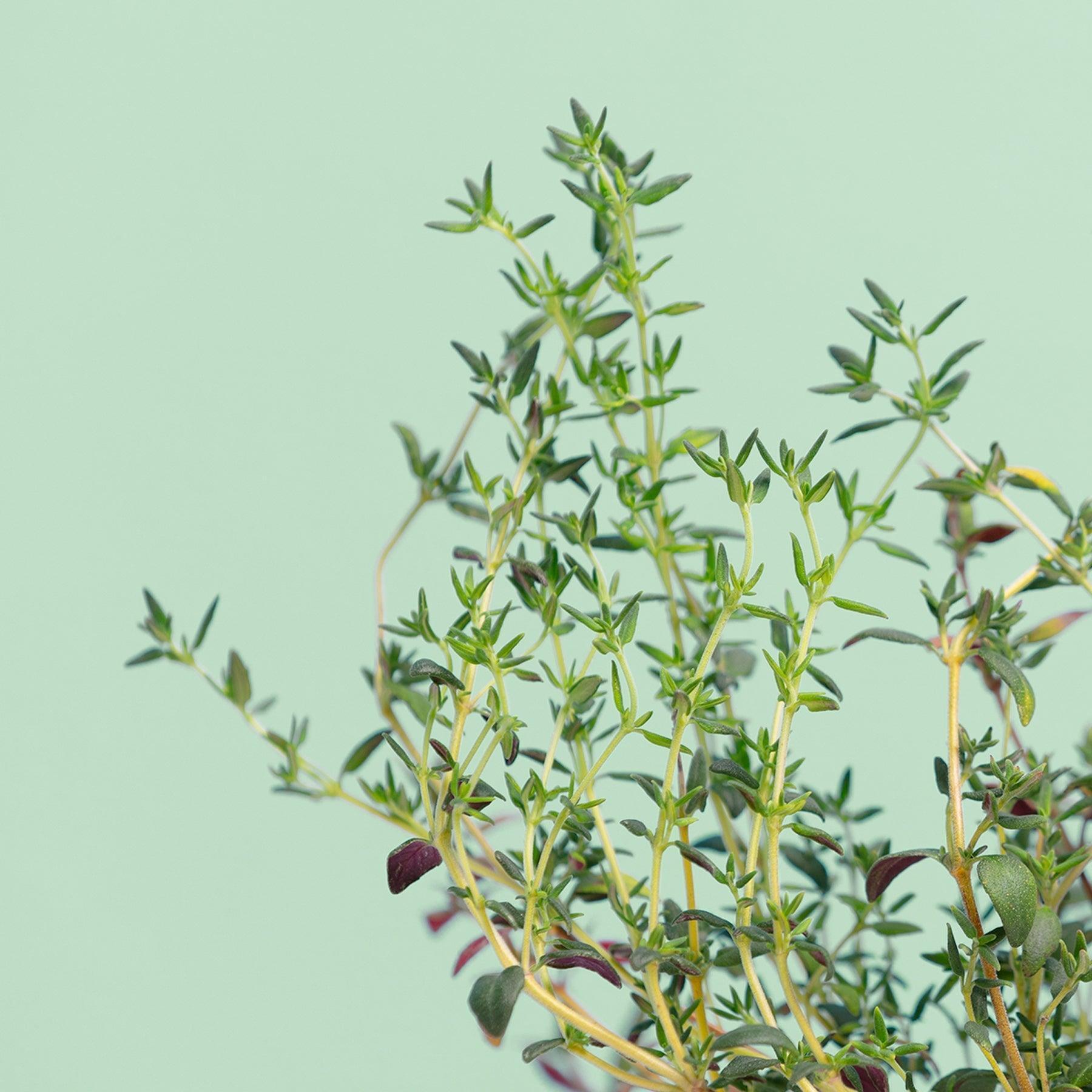 Coffret Les Indispensables (4 capsules: basilic grand vert, menthe marocaine, ciboulette, thym)