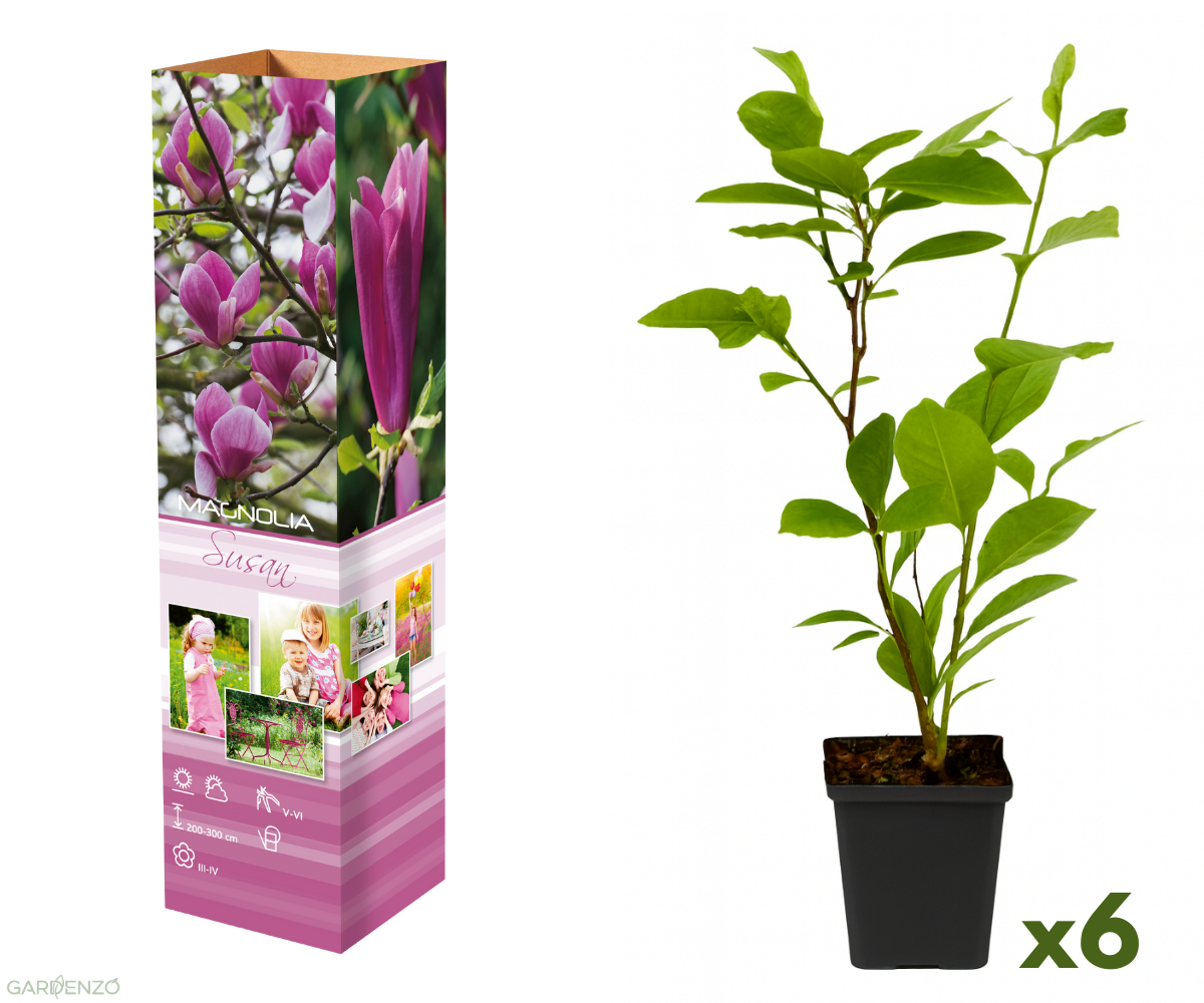 Lot de 6 magnolias Susan - 30-38 cm
