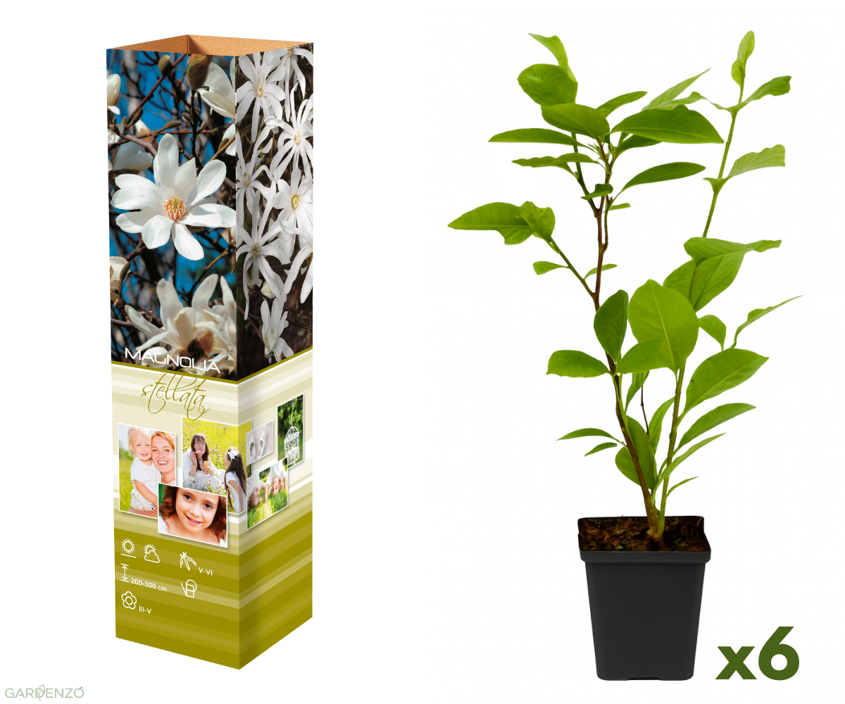 Lot de 6 magnolias Stellata - 30-38 cm
