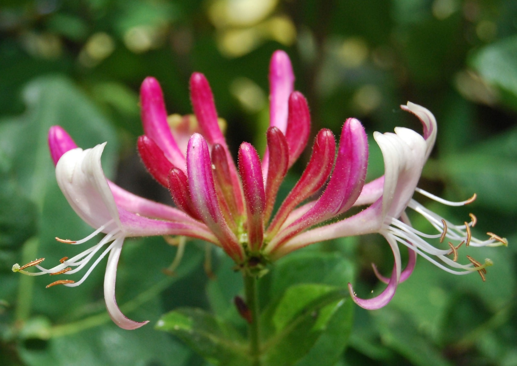 Lot de 6 chèvrefeuilles (Lonicera Periclymenum Belgica) - 30-38 cm