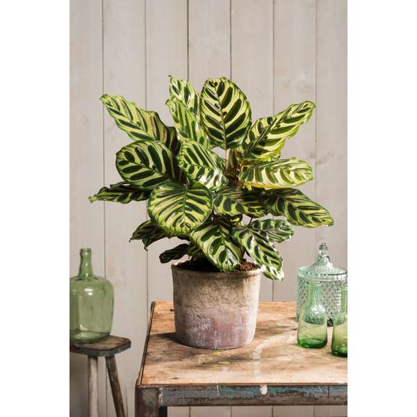XL Calathea 'Makoyana'
