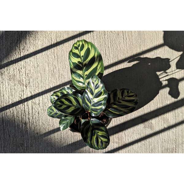 XL Calathea 'Makoyana'