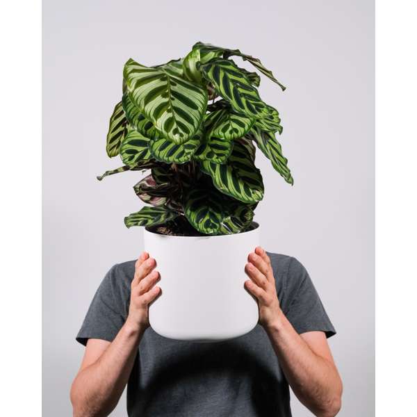 XL Calathea 'Makoyana'