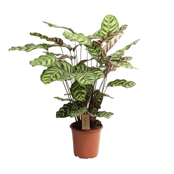 XL Calathea 'Makoyana'