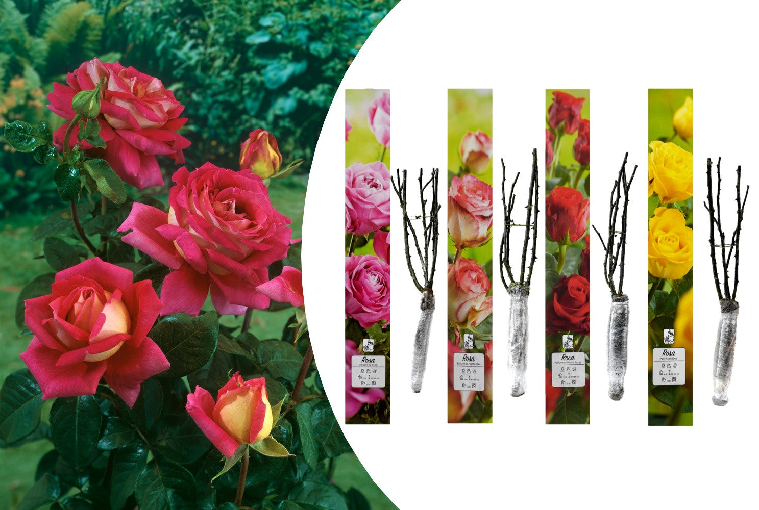 Mix de 4 rosiers de jardin parfumées à grandes fleurs