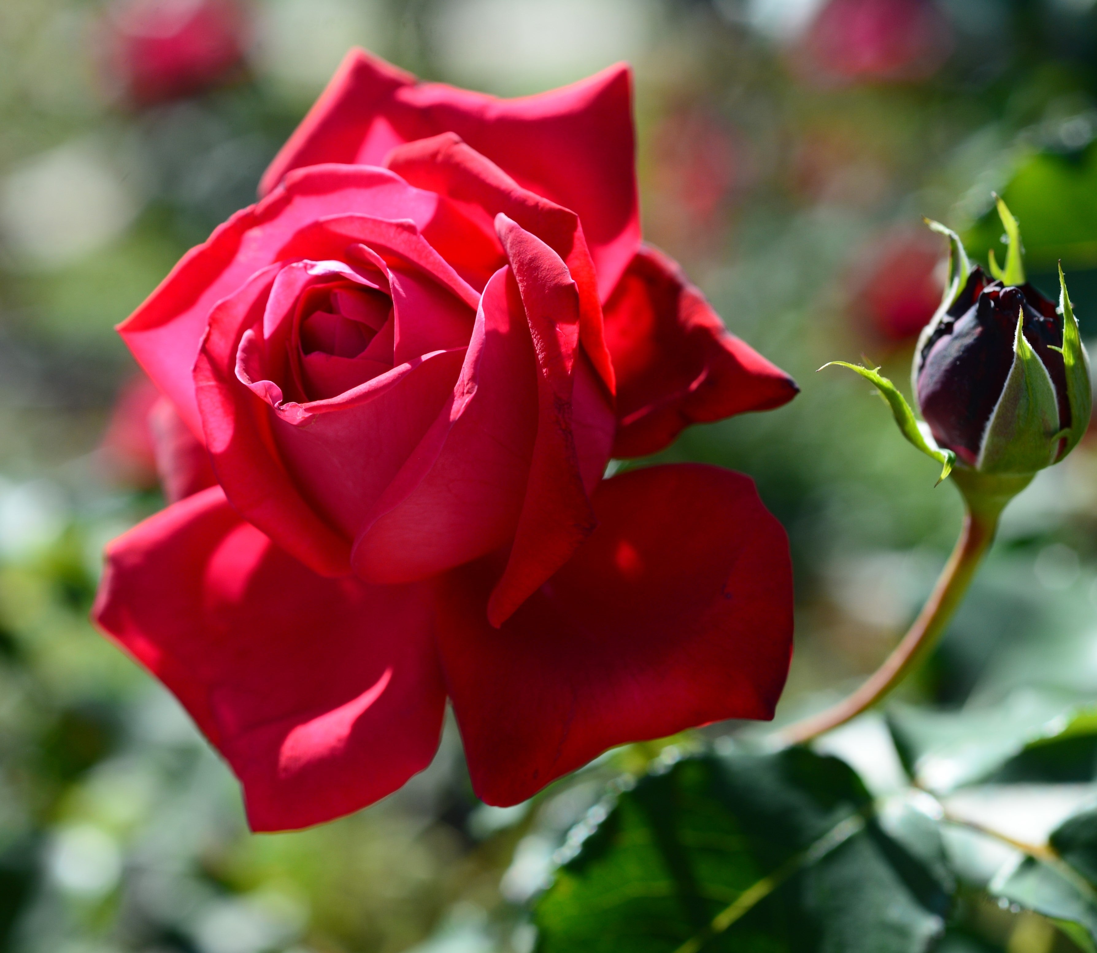 Roses de jardin parfumées à grandes fleurs ROUGES x4