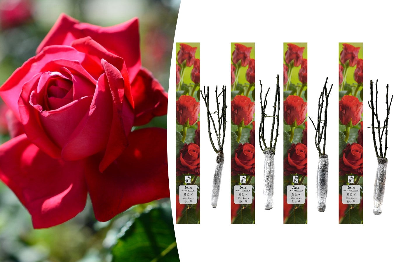 Lot de 4 rosiers de jardin parfumées à grandes fleurs ROUGES