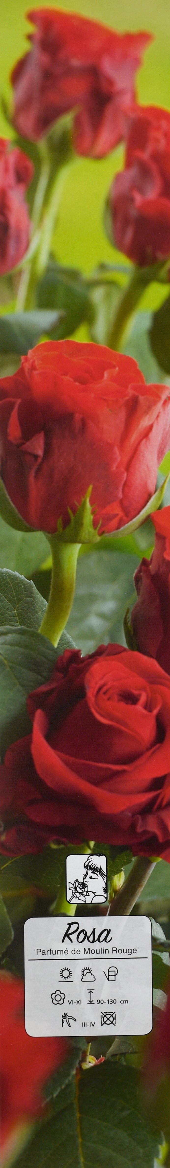 Roses de jardin parfumées à grandes fleurs ROUGES x4