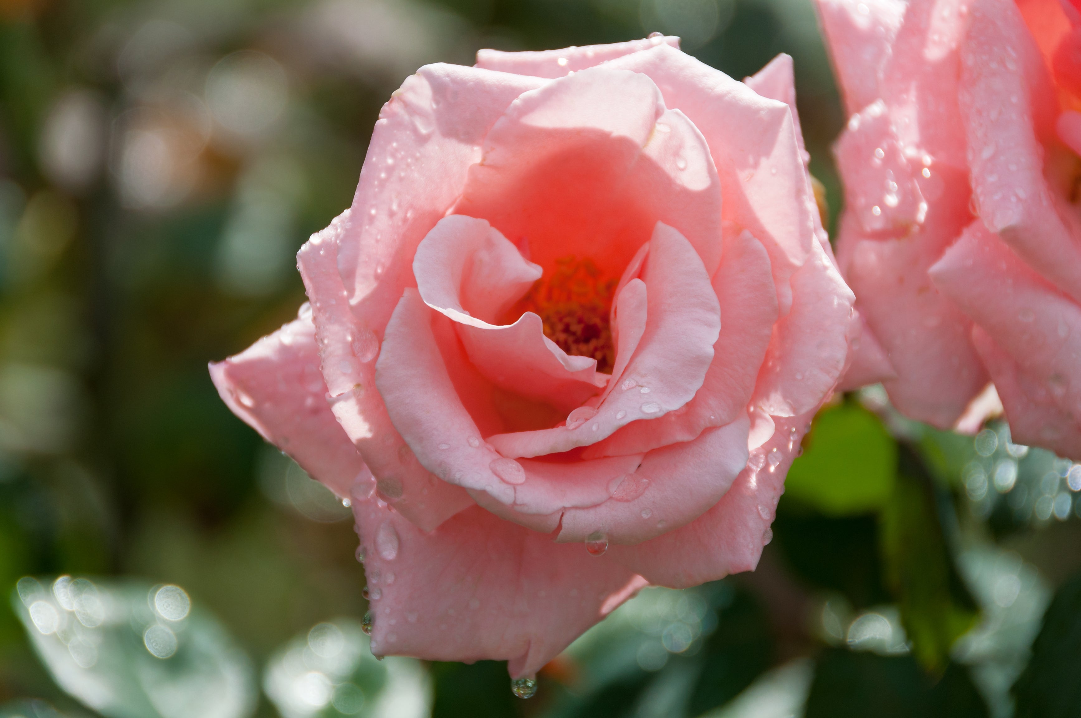 Lot de 4 rosiers de jardin parfumées à grandes fleurs ROSES