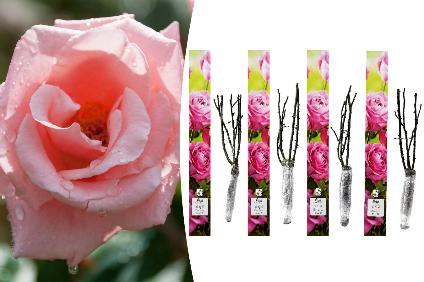 Lot de 4 rosiers de jardin parfumées à grandes fleurs ROSES