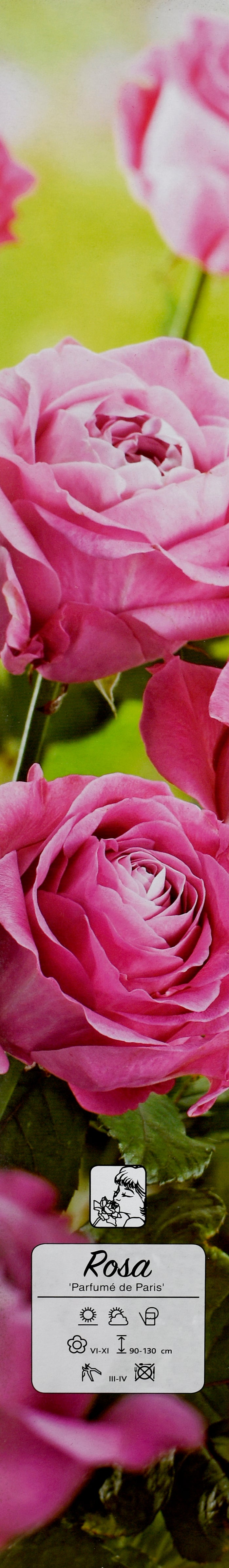 Roses de jardin parfumées à grandes fleurs ROSES x4
