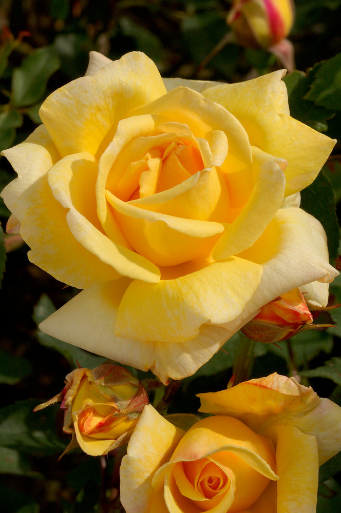 Roses de jardin parfumées à grandes fleurs JAUNES x4