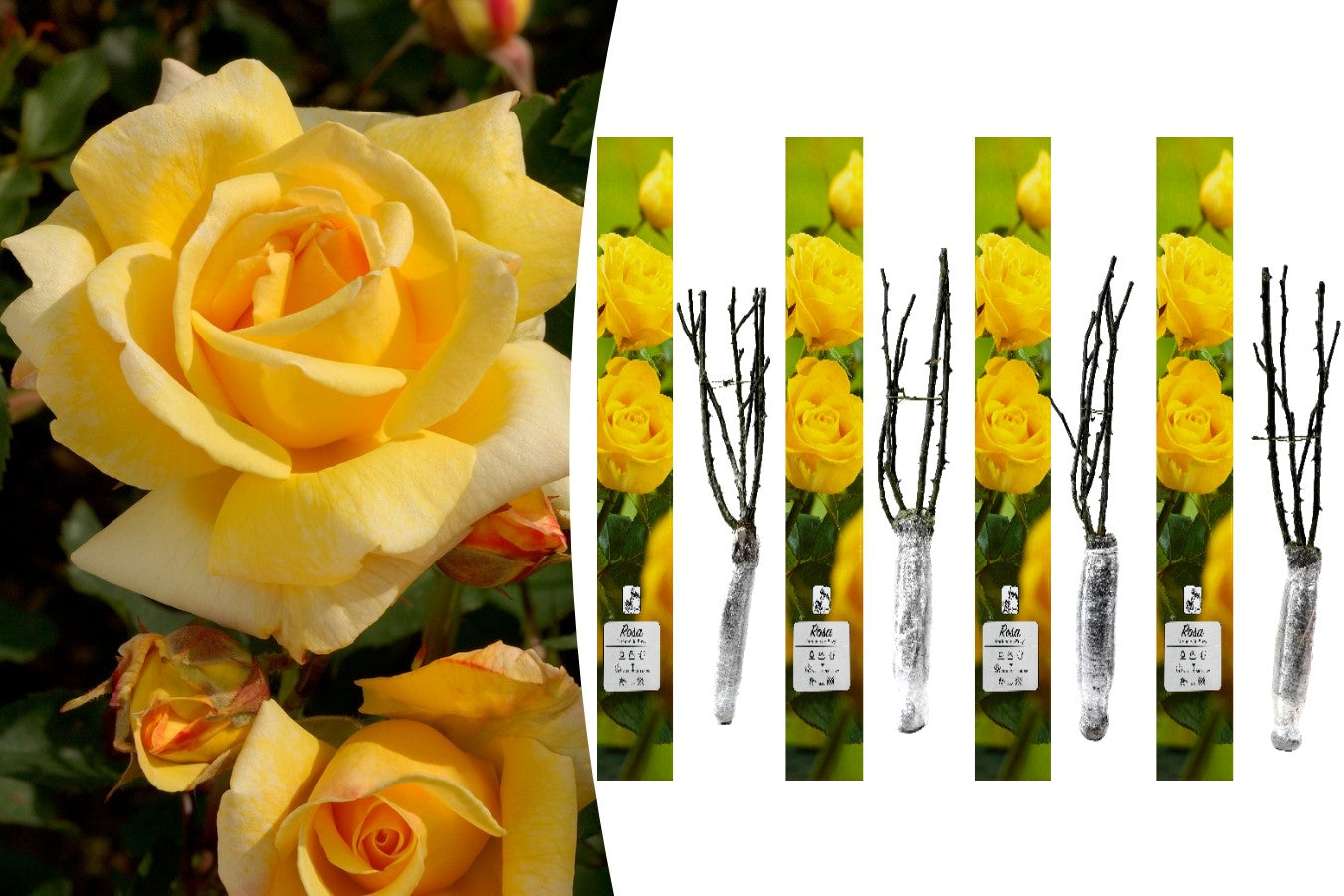 Lot de 4 rosiers de jardin parfumées à grandes fleurs JAUNES