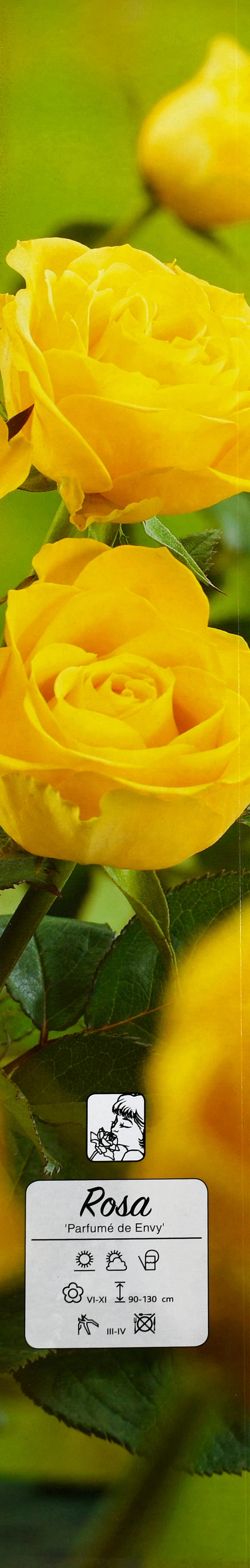 Roses de jardin parfumées à grandes fleurs JAUNES x4