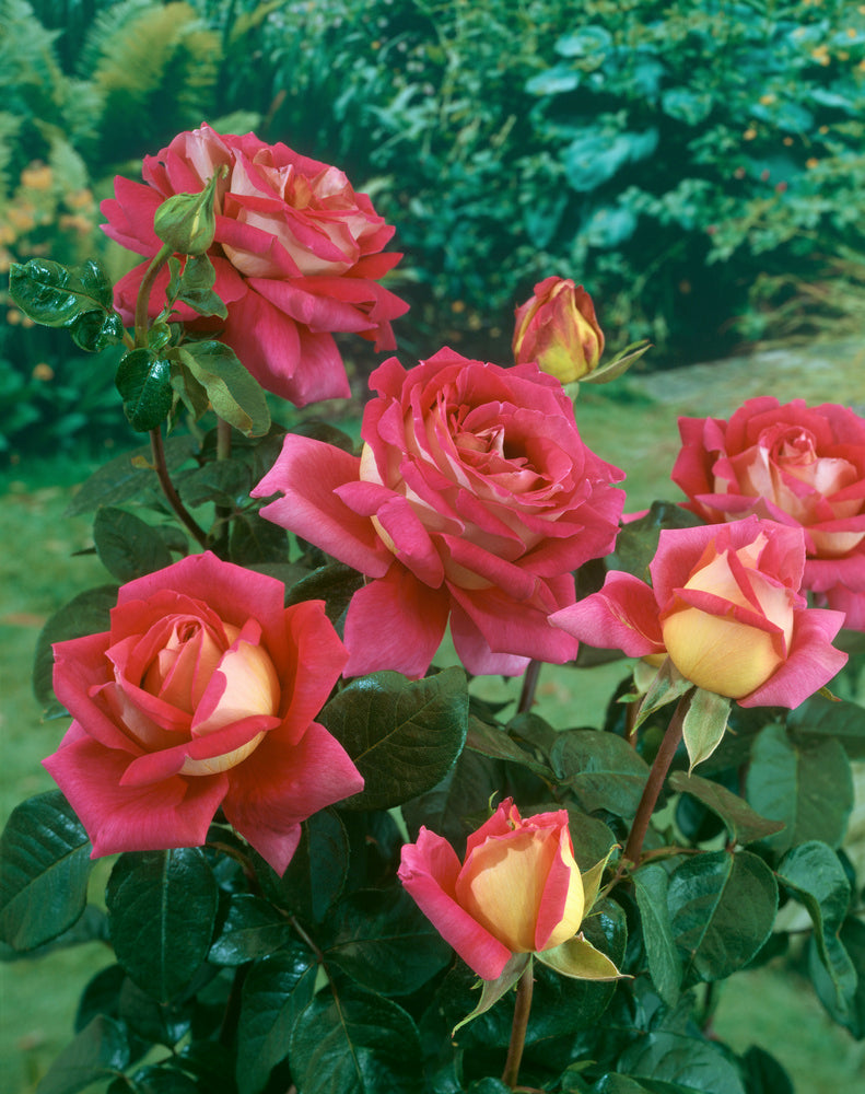 Lot de 4 rosiers de jardin parfumées à grandes fleurs BICOLORES