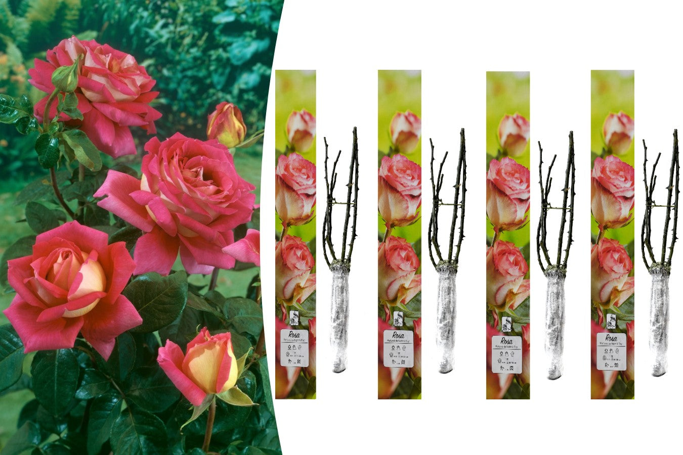 Lot de 4 rosiers de jardin parfumées à grandes fleurs BICOLORES