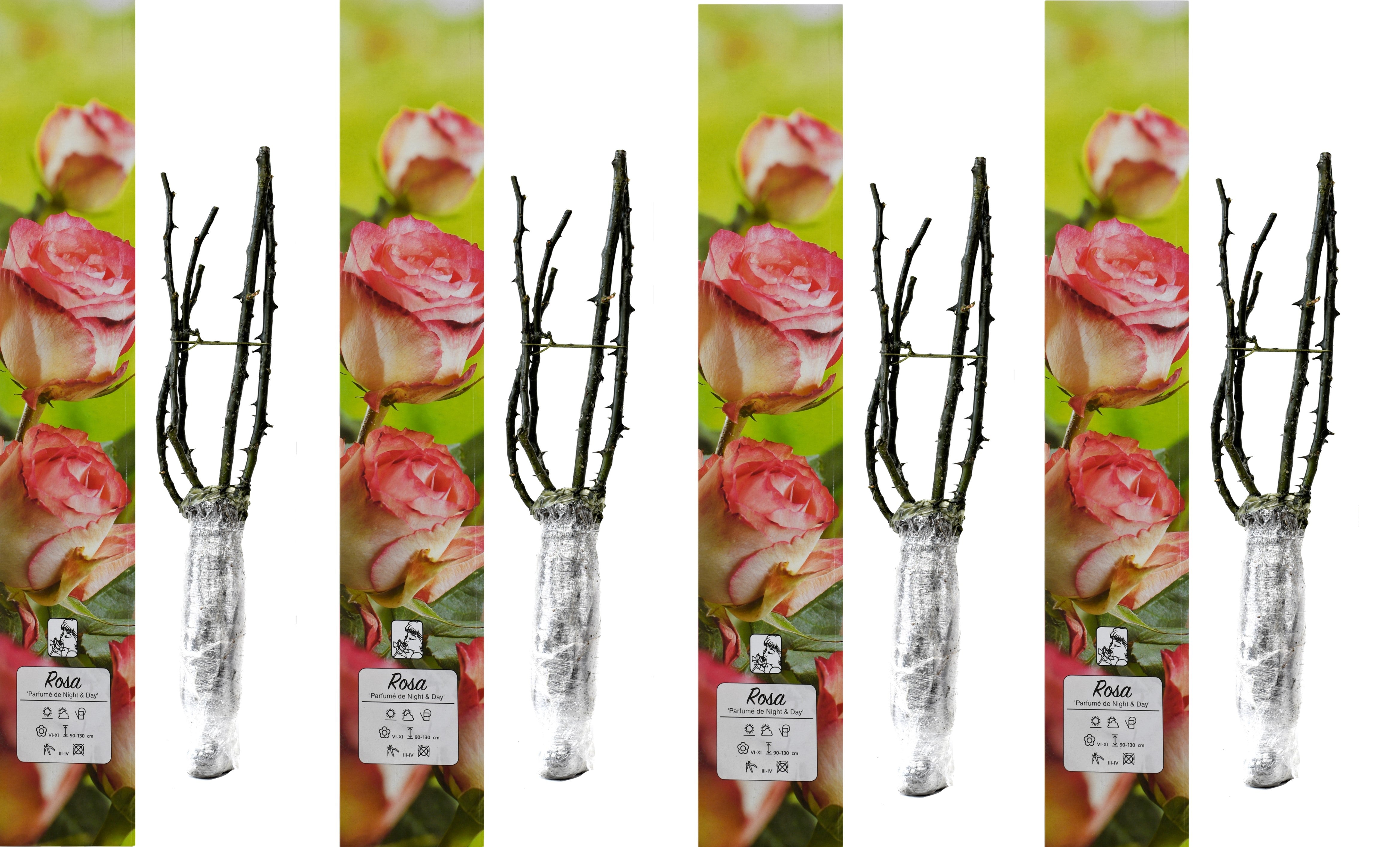 Roses de jardin parfumées à grandes fleurs BICOLORES x4