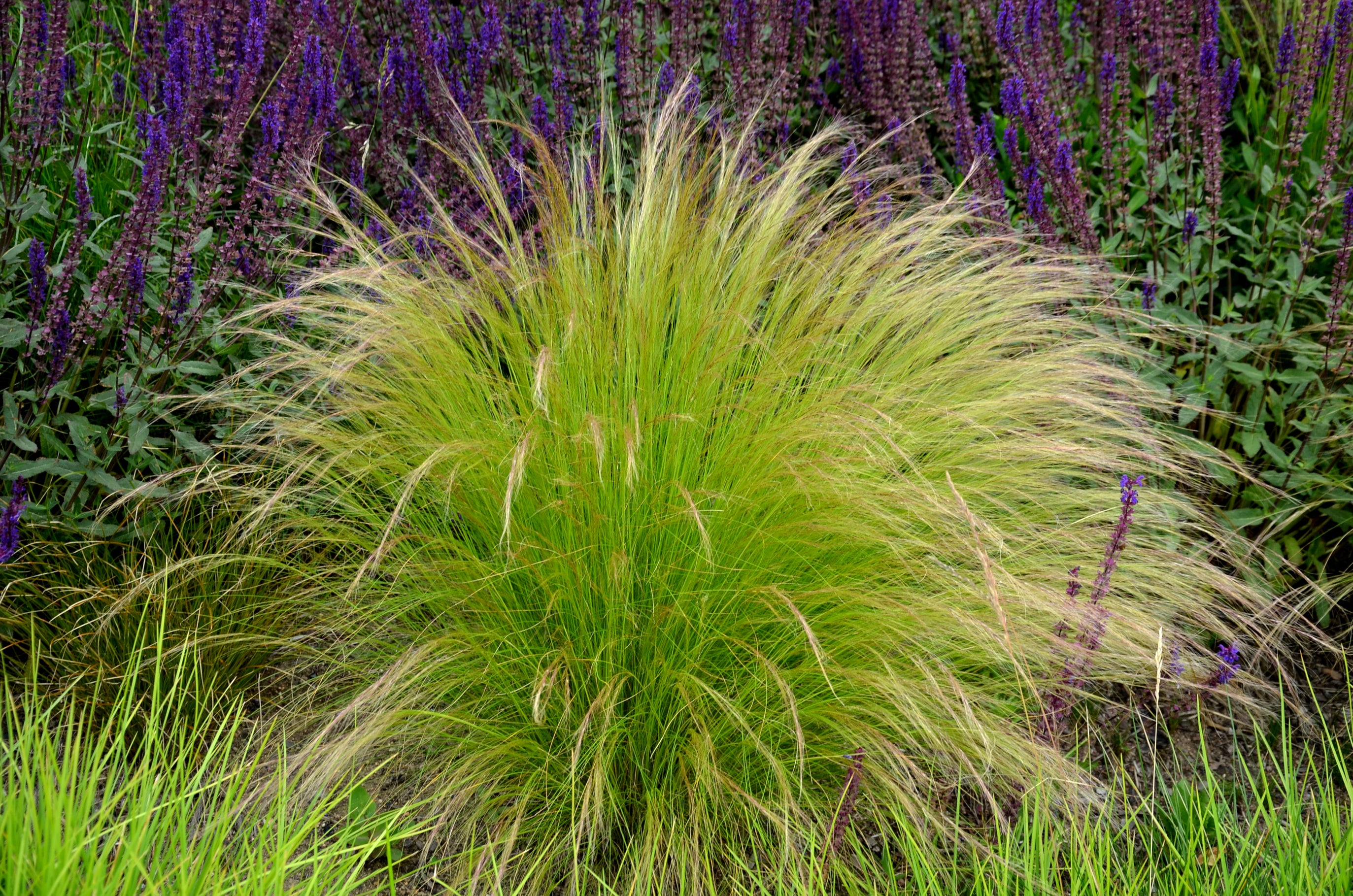 Lot de 8 graminées: 2 Stipa, 2 Pennisetum, 2 Cortaderia blanche, 2 Imperata