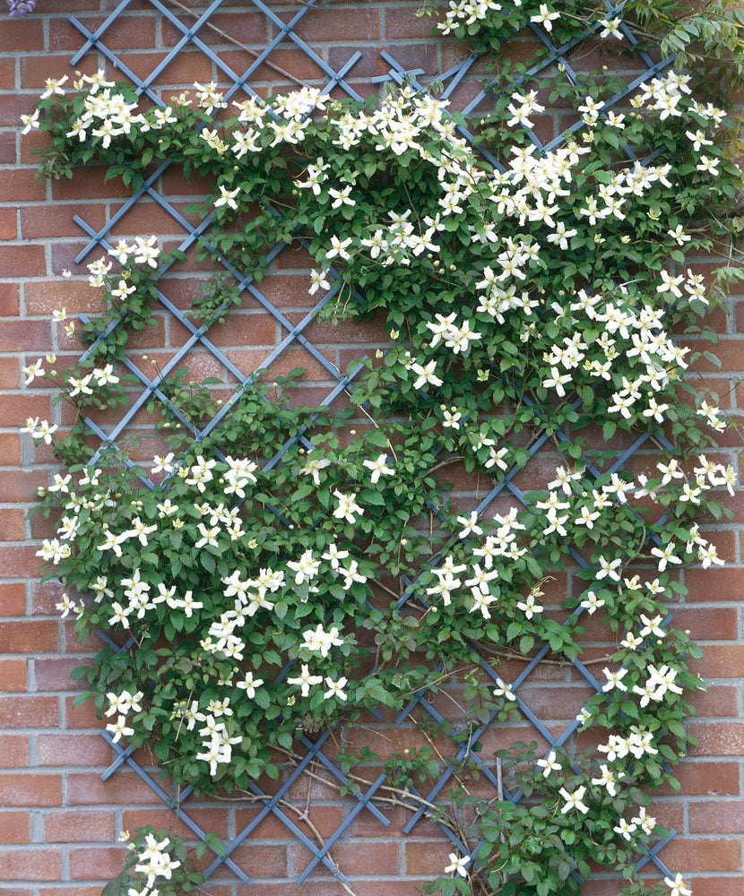 Lot de 3 clématites des montagnes blanches (Clematis Montana Rubens) - 30-38 cm