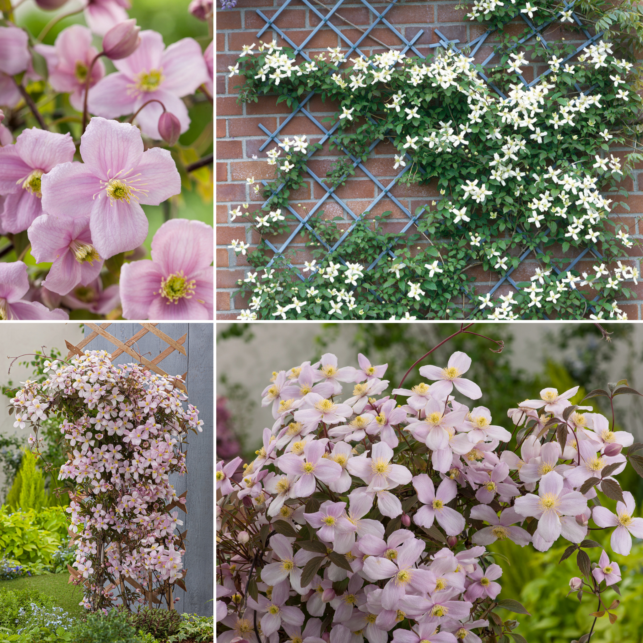 Sitemapcdatahttpsregdreferenzcomplanter 2 Clematites Ensemble