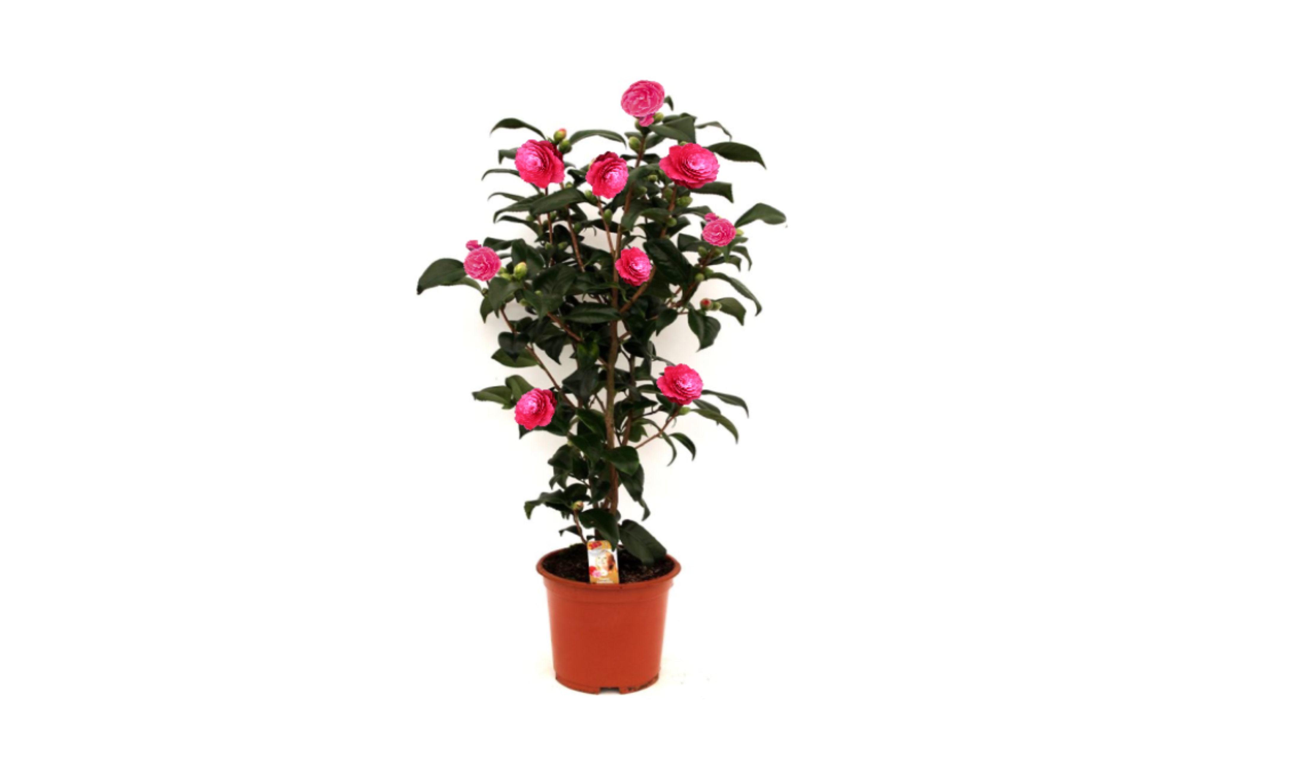 Camélia arbuste 'Rose du Japon' XL x1