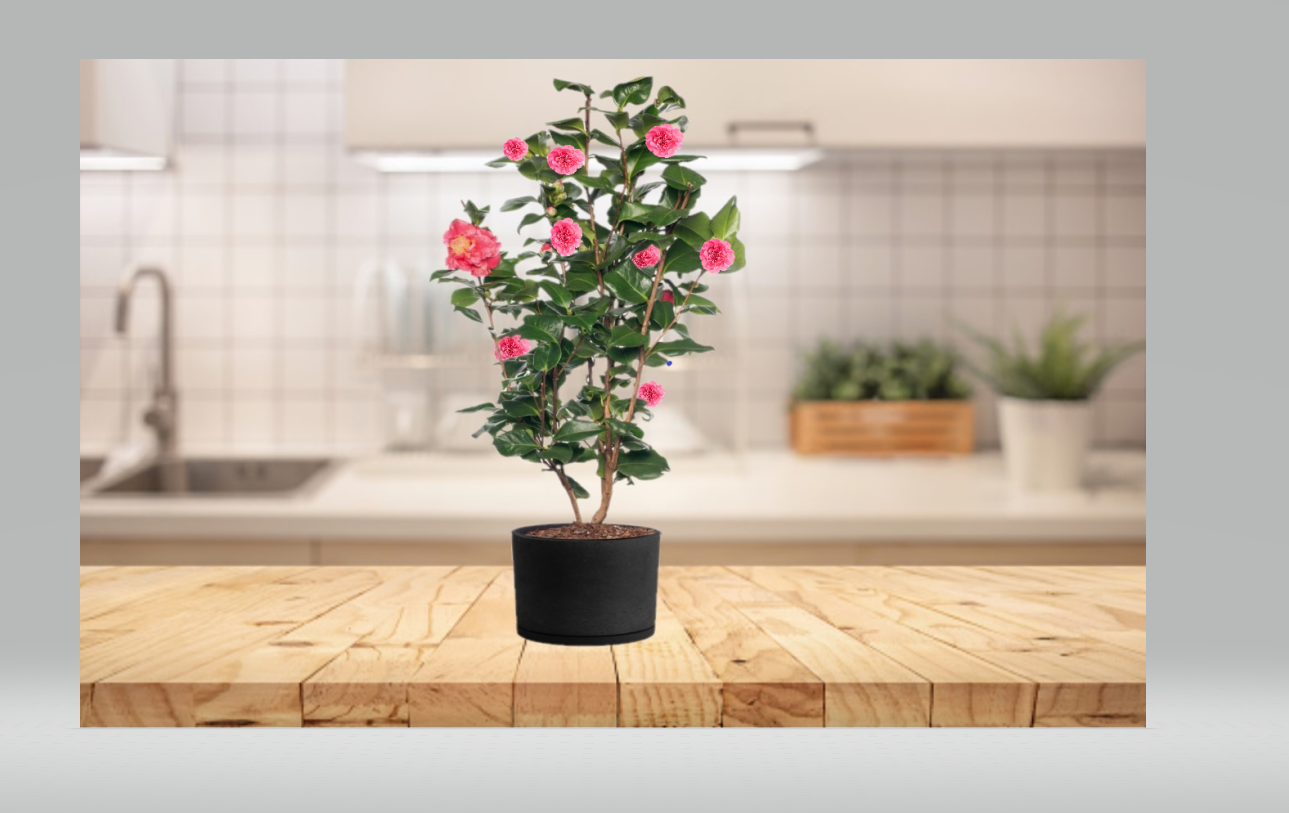 Camélia arbuste 'Rose du Japon' XL x1