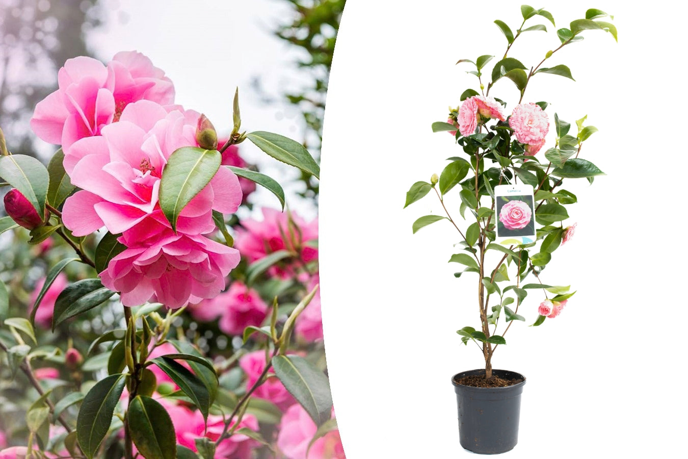 Camélia arbuste 'Rose du Japon' XL x1