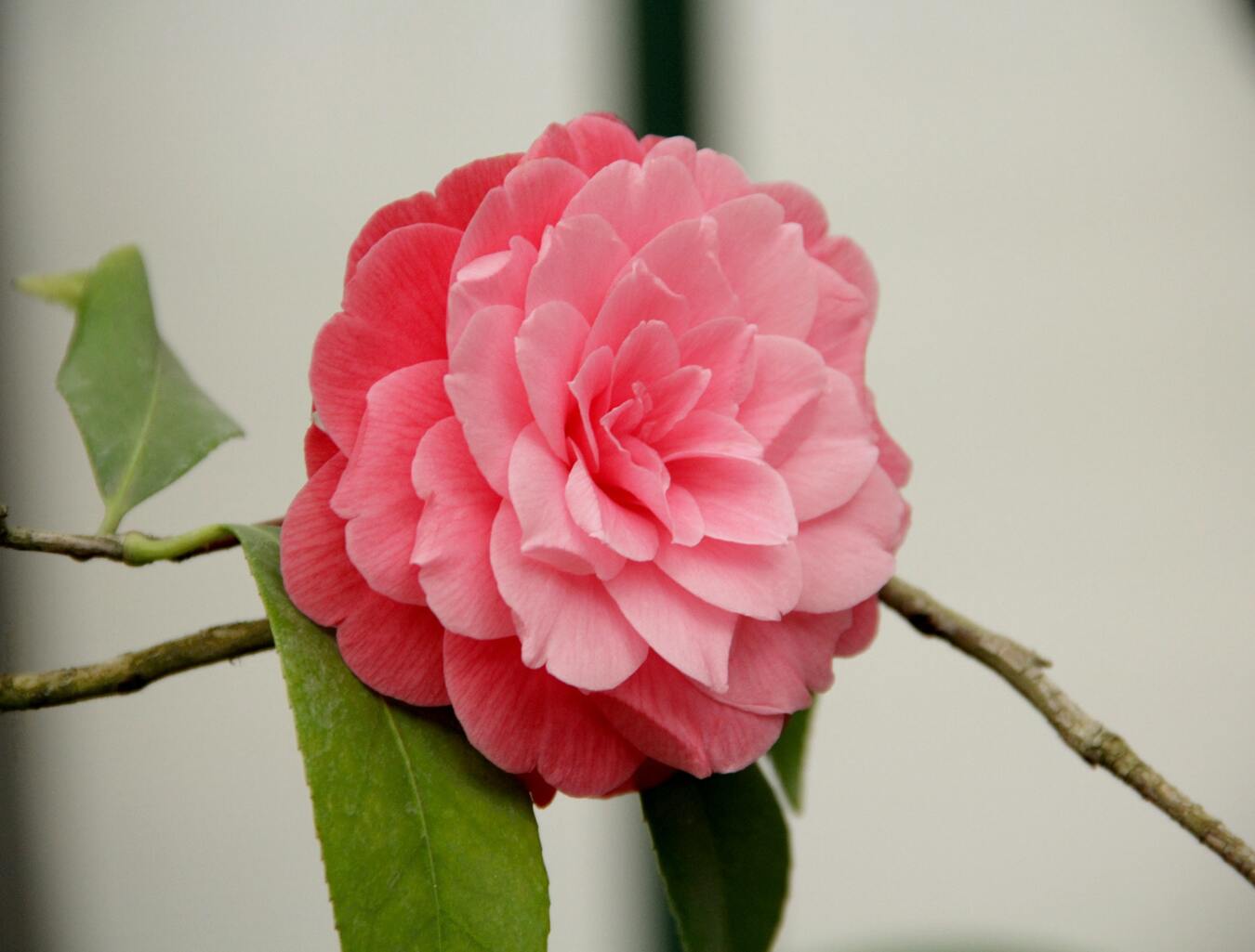 Camélia arbuste 'Rose du Japon' XL x2