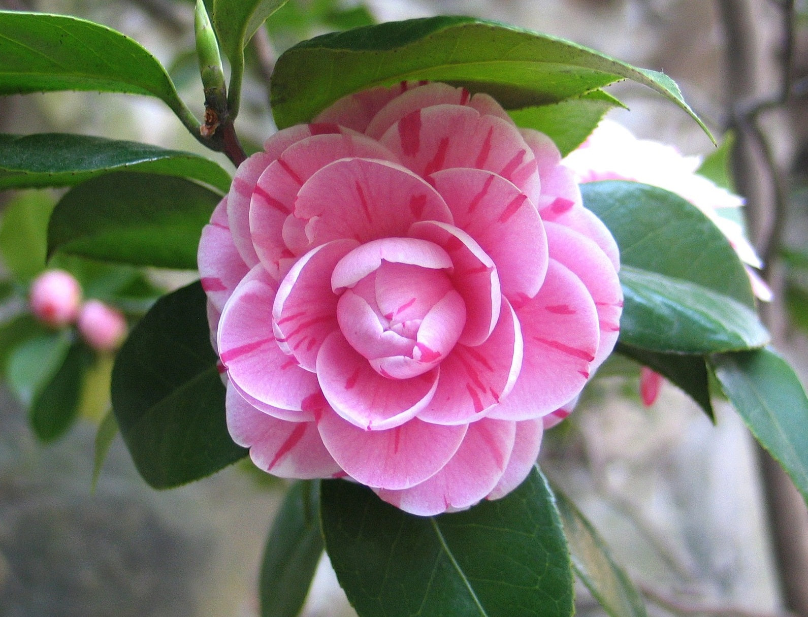 Camélia arbuste 'Rose du Japon' XL x2
