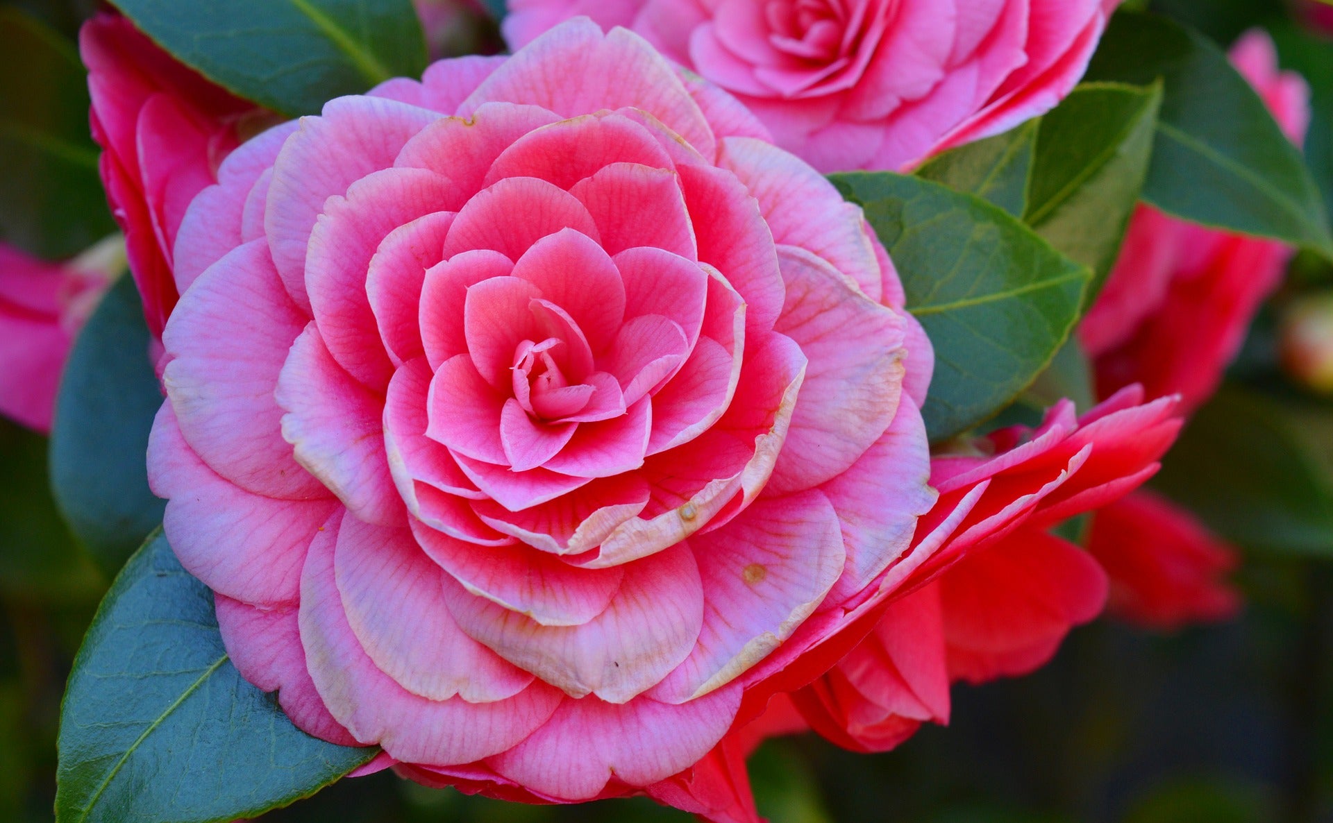 Camélia arbuste 'Rose du Japon' XL x2