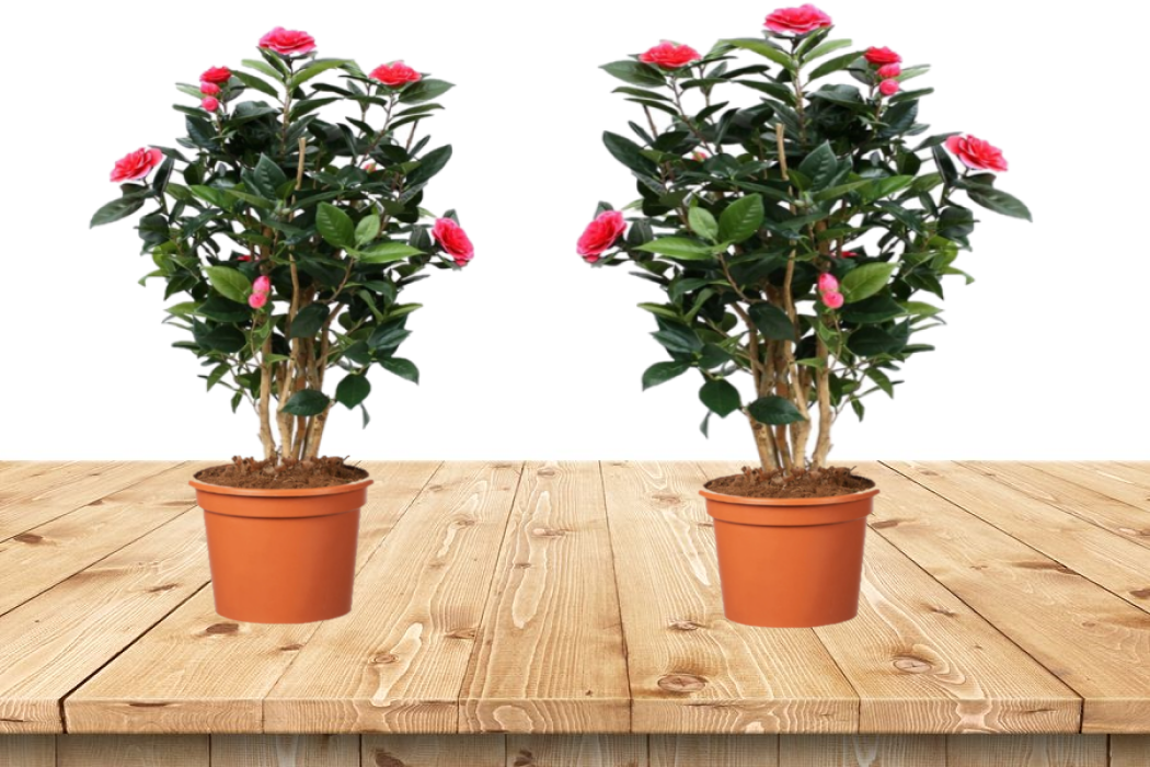 Camélia arbuste 'Rose du Japon' XL x2