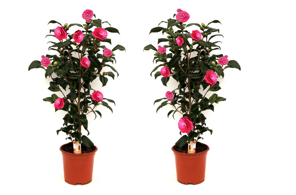 Camélia arbuste 'Rose du Japon' XL x2