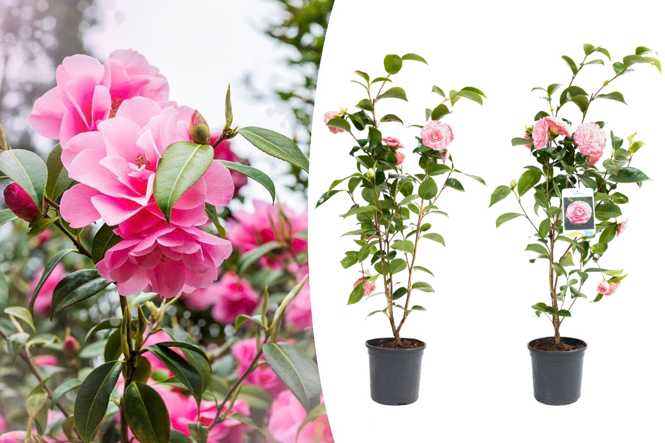 Camélia arbuste 'Rose du Japon' XL x2